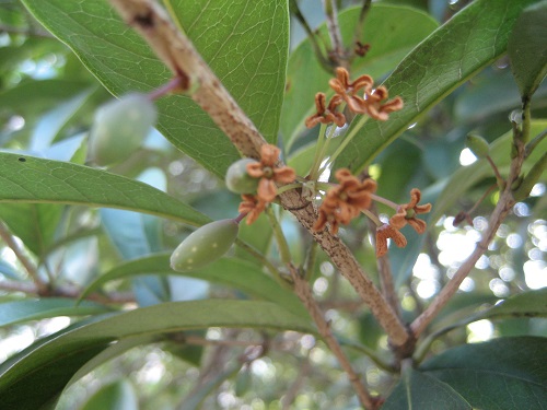 Tranh thêu cây quế